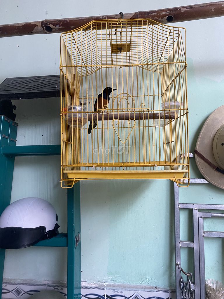 Chim hót tôi ngày ai hợp alo. Mua bán Chim tại Thành phố Biên Hòa Đồng Nai được đăng bởi Nguyen Cuong hình 1
