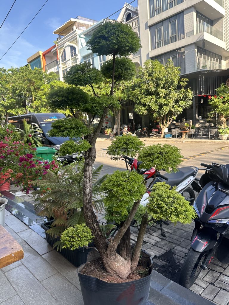 Cây cảnh mai chiếu thuỷ bonsai giá rẻ. Mua bán Cây cảnh, đồ trang trí tại Quận 7 Tp Hồ Chí Minh được đăng bởi dong hình 6