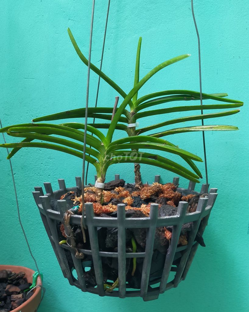 Chậu Lan Hoả Hoàng Cam 2 cây Đã thuầ. Mua bán Cây cảnh, đồ trang trí tại Quận Tân Phú Tp Hồ Chí Minh được đăng bởi Minh Tiến hình 1