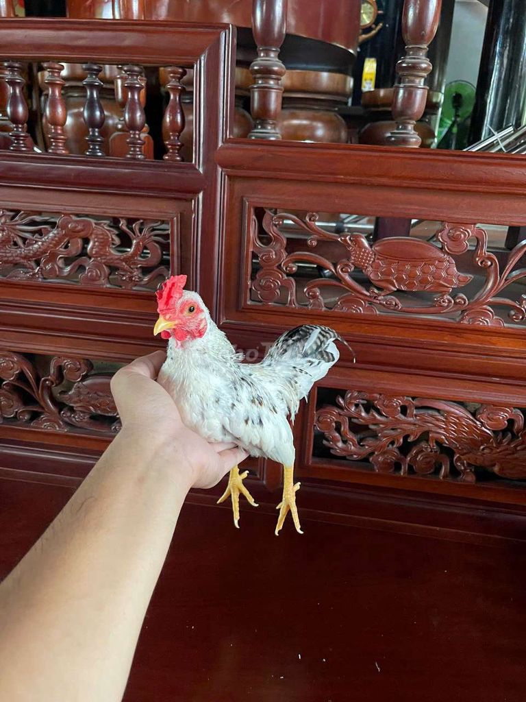 Gà tre Bắc mini nuôi cảnh . Mua bán Gà tại Thị xã Bến Cát Bình Dương được đăng bởi Gà Tre Cảnh  hình 1