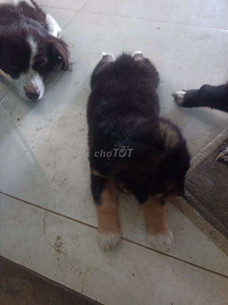 Chó con màu Đen. Mua bán Chó tại Huyện Hòa Vang Đà Nẵng được đăng bởi Hồ Tuyết Nhung hình 1