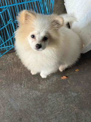 Chó Phốc Sóc cái trắng kem