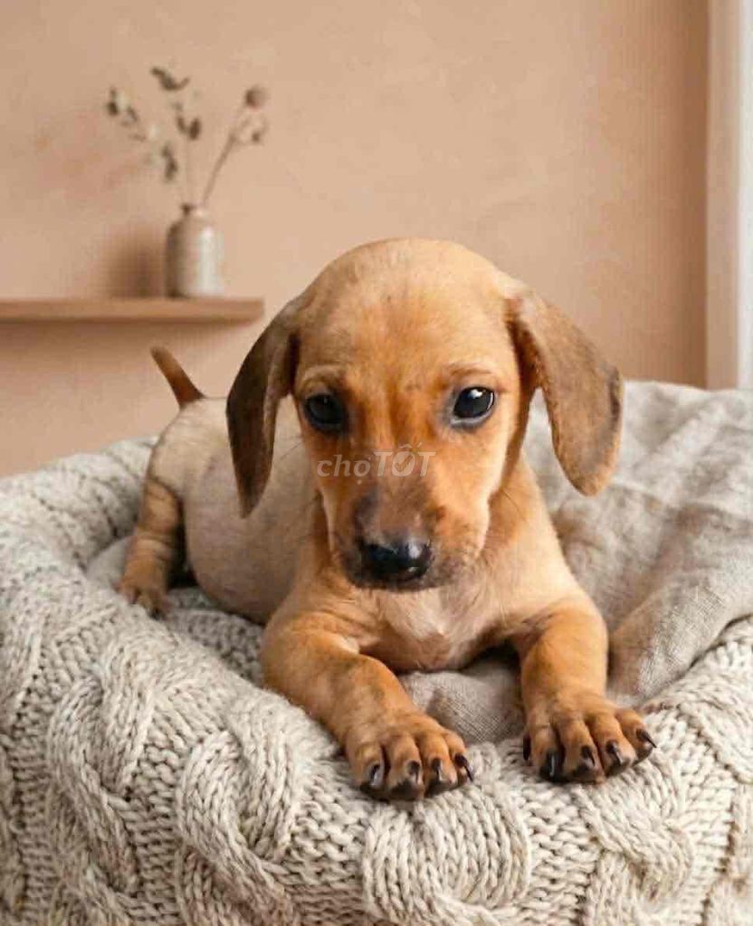 lạp xưởng mix phu quốc. Mua bán Chó tại Huyện Bình Chánh Tp Hồ Chí Minh được đăng bởi Duong tu linh hình 1