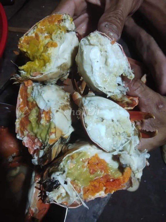 Cua Gạch Nuôi Thả Tự Nhiên - Năm Căn Cà Mau. Mua bán Đồ ăn, thực phẩm và các loại khác tại Quận Tân Bình Tp Hồ Chí Minh được đăng bởi Trần Hoàng Tấn hình 1