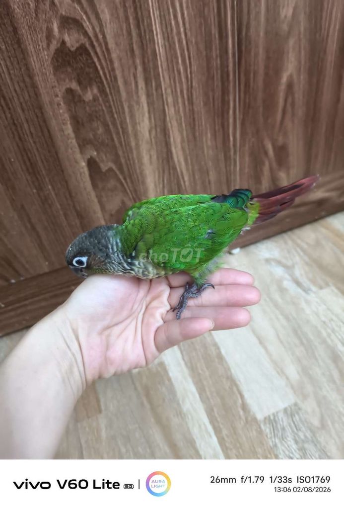 Vẹt Xanh lá green c. Mua bán Chim tại Quận Hai Bà Trưng Hà Nội được đăng bởi Shop chim cảnh hình 1