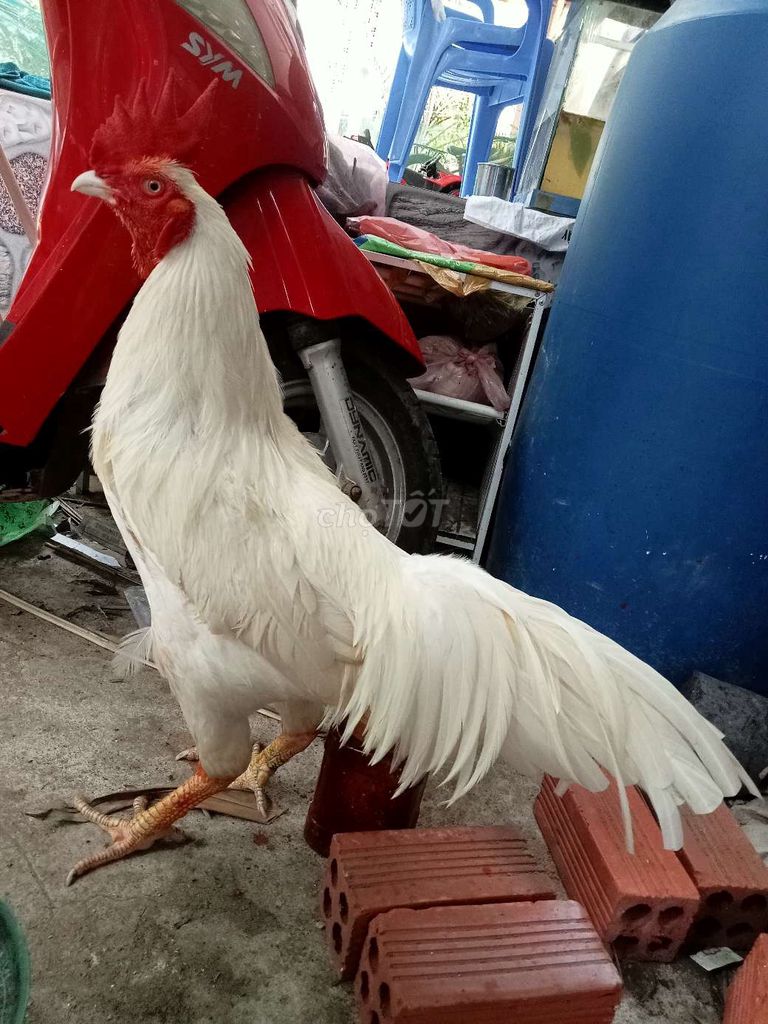 Gà chọi Trắng Đực. Mua bán Gà tại Huyện Mỏ Cày Bắc Bến Tre được đăng bởi Thanh hung hình 1