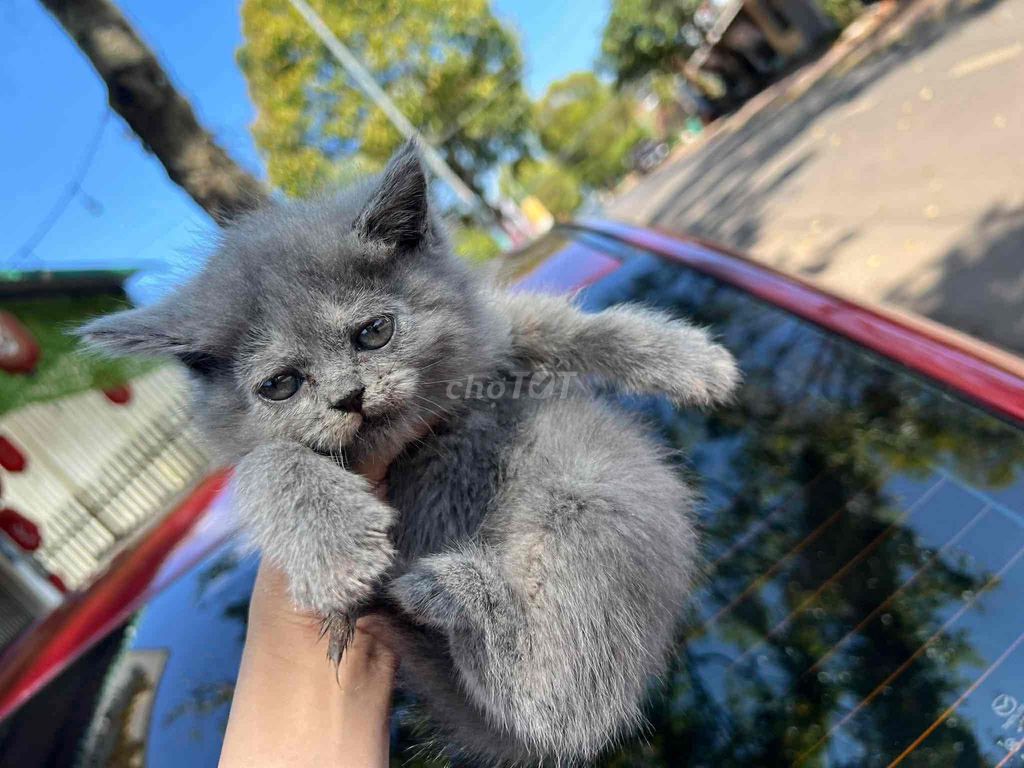 Mèo Anh lông ngắn Xám. Mua bán Mèo tại Thành phố Buôn Ma Thuột Đắk Lắk được đăng bởi trần ngô hình 1