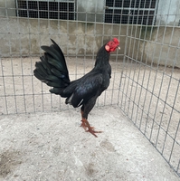 trại gà nhã thư