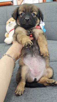 Gái Nhật lai xin chào sen yêu nhen🤭🍀🐾🐾