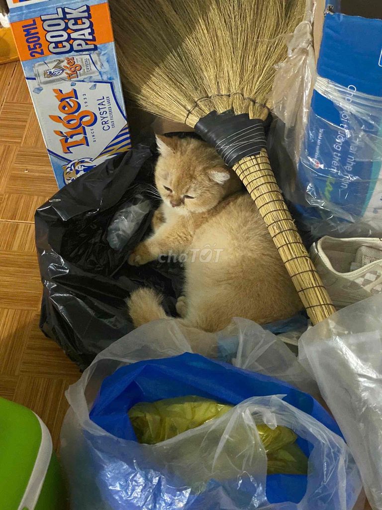 Mèo Golden Ny 12 tuần. Mua bán Mèo tại Thành phố Thủ Đức Tp Hồ Chí Minh được đăng bởi Cao Thanh Huy hình 1