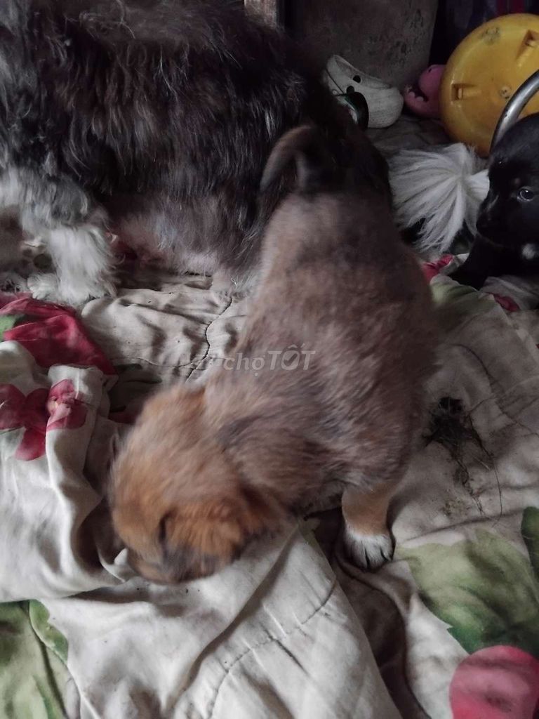 Chó đực 1 tháng tuổi. Mua bán Chó tại Thị xã Hương Thủy Thừa Thiên Huế được đăng bởi tran thi thu hien hình 1