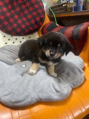 Vài em chó lai Nhật nhà nuôi vừa đẻ.