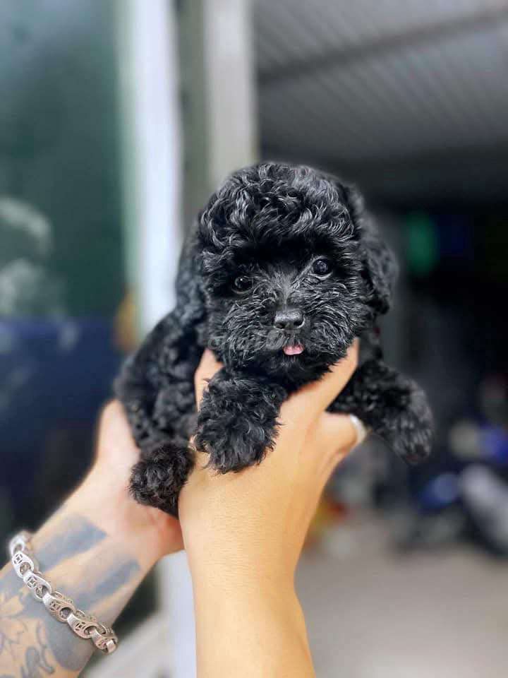 chó Poodle đen. Mua bán Chó tại Quận Bình Tân Tp Hồ Chí Minh được đăng bởi Thú Cưng Miền Tây hình 3