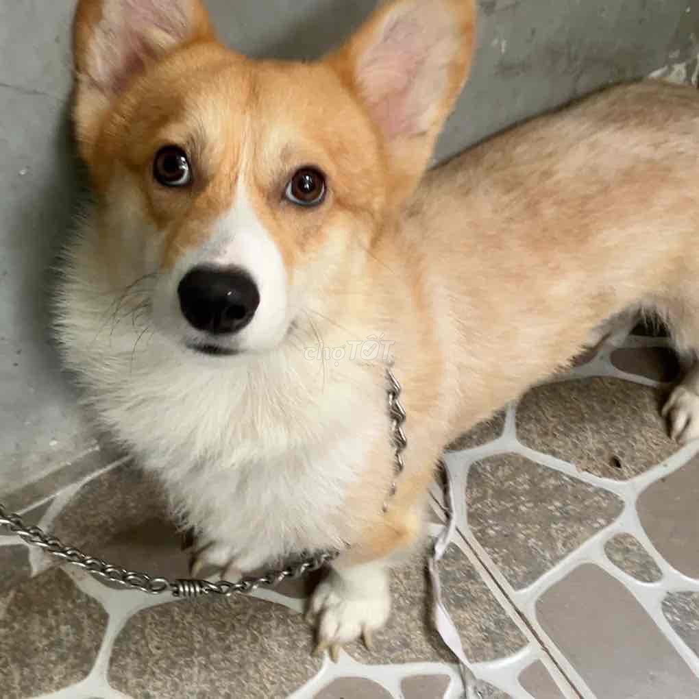 corgi đực còn zin 1 tuổi tròn