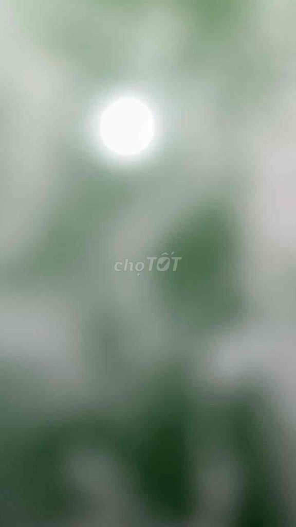 Cá lóc Bình Dương, Sài Gòn. Mua bán Thú cưng khác tại Thị xã Bến Cát Bình Dương được đăng bởi Quốc Huy hình 1