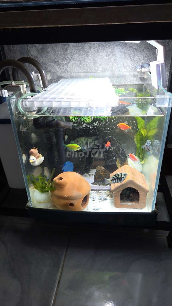 Hồ cá cảnh Kính 25cm Siêu trong. Mua bán Phụ kiện, Thức ăn, Dịch vụ tại Quận 5 Tp Hồ Chí Minh được đăng bởi Gia Hân hình 1