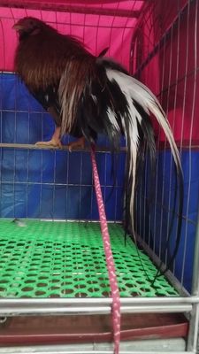 Đàn gà tre Tân Châu Hà Nội nhiều con cho ae lựa. Mua bán Gà tại Huyện Đông Anh Hà Nội được đăng bởi Trại Gà Tân Châu Hà Nội