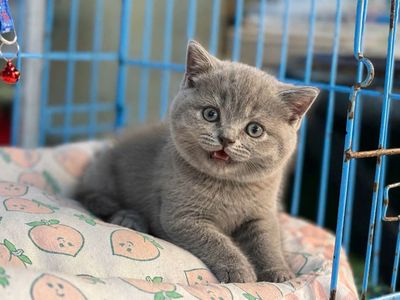 Mèo Anh lông ngắn Xám Đực Cái đã tiêm phòng