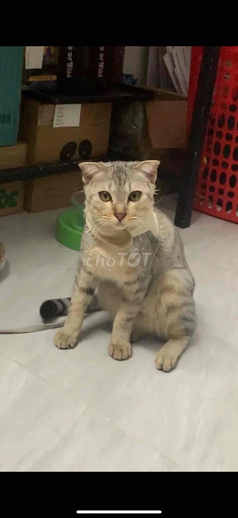 Mèo đực 8 tháng đã triệt sản. Mua bán Mèo tại Quận Gò Vấp Tp Hồ Chí Minh được đăng bởi Mai Trang Thanh hình 1