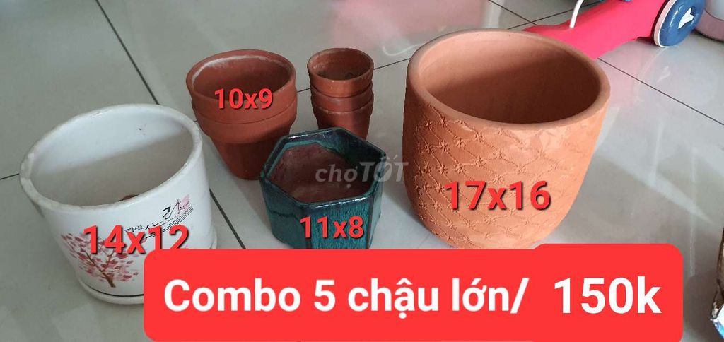 Thanh lý chậu cây cảnh mini