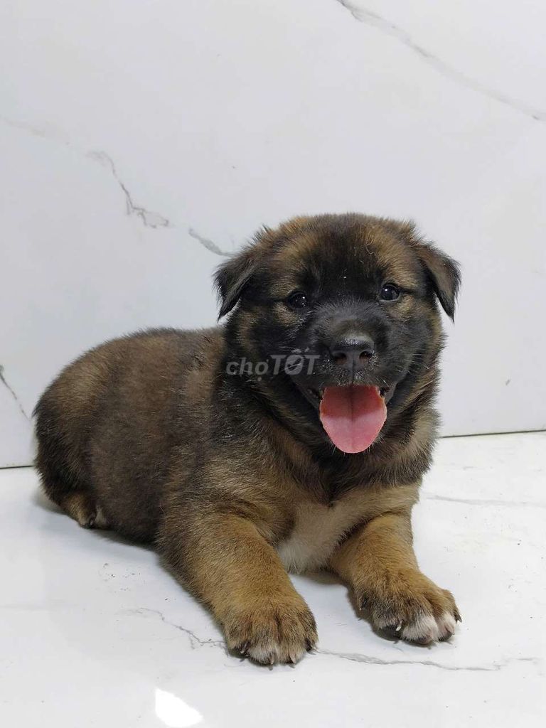 bé béc bị dòng to con, canh nhà giỏi. Mua bán Chó tại Quận 6 Tp Hồ Chí Minh được đăng bởi Tiger  hình 1