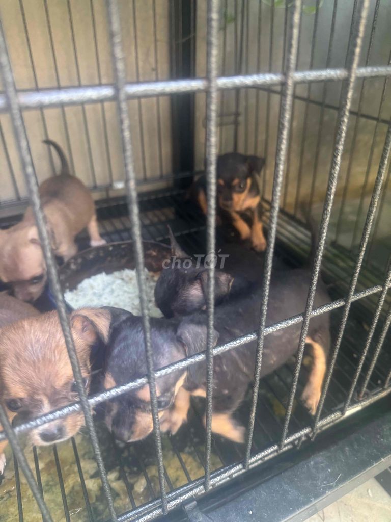 Chó Poodle 2 tháng Đực Cái Nâu Đen Vàng. Mua bán Chó tại Huyện Gia Lâm Hà Nội được đăng bởi Minh Thành hình 1
