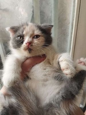 Mèo anh lông ngắn tai cụp. Mua bán Mèo tại Quận Ngũ Hành Sơn Đà Nẵng được đăng bởi Ngọc Phạm
