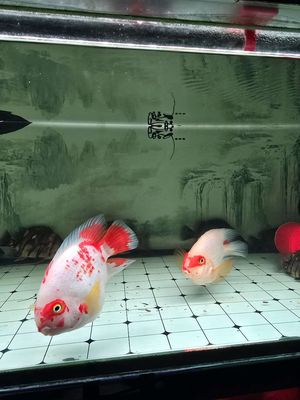 Cá két Koi 5n Đỏ trắng