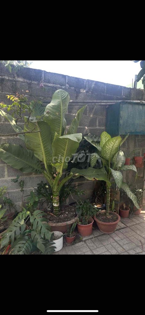 Cây Vạn niên thanh trên 1m5. Mua bán Cây cảnh, đồ trang trí tại Thành phố Bà Rịa Bà Rịa - Vũng Tàu được đăng bởi jenna nguyen hình 1