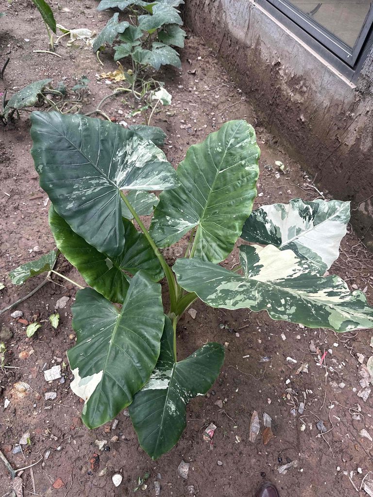 Cây cảnh Ráy Var Albo. Mua bán Cây cảnh, đồ trang trí tại Quận Bắc Từ Liêm Hà Nội được đăng bởi My Shop hình 1