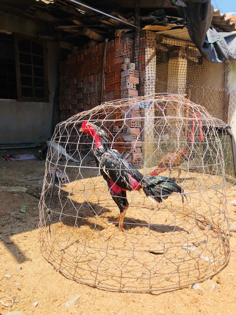 Gà chọi tơ 2.8kg Đen đỏ. Mua bán Gà tại Huyện Phú Hòa Phú Yên được đăng bởi hung hình 1