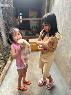 bán chó con ạ. Mua bán Chó tại Thành phố Buôn Ma Thuột Đắk Lắk được đăng bởi Nguyễn Huyền