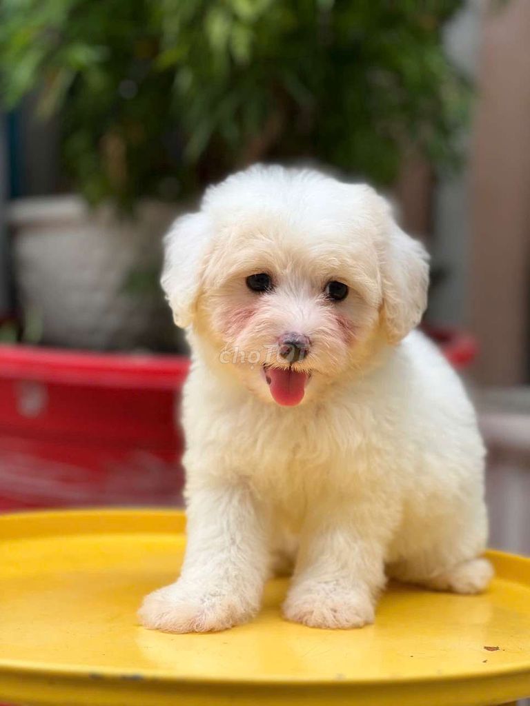 Bán poodle nhà ss