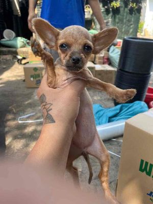 CHÓ CHIAHUAHUA LAI QOODIE