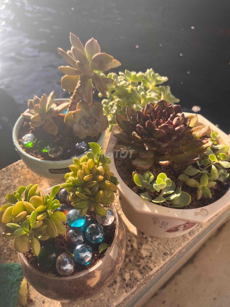Sen đá Xanh Tím Nâu. Mua bán Cây cảnh, đồ trang trí tại Thành phố Nha Trang Khánh Hòa được đăng bởi aby hình 1