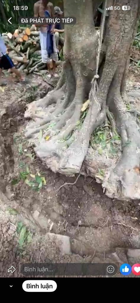 Gốc cây hơn 100 năm. Mua bán Cây cảnh, đồ trang trí tại Huyện Long Hồ Vĩnh Long được đăng bởi Lam Van Mot hình 1