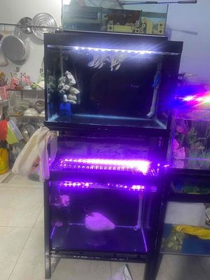 bán hồ còn mới 90& đoi 5li 644. 6 36 50.. Mua bán Phụ kiện, Thức ăn, Dịch vụ tại Huyện Bình Chánh Tp Hồ Chí Minh được đăng bởi Nguyễn Phước tài