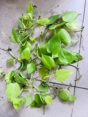 trầu bà lá chanh lemon. Mua bán Cây cảnh, đồ trang trí tại Quận Tân Bình Tp Hồ Chí Minh được đăng bởi Phúc