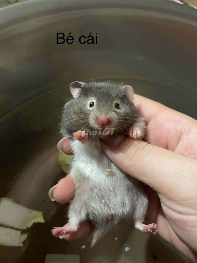 Chuột Hamster Syrian lớn khỏe mạnh. Mua bán Thú cưng khác tại Huyện Hóc Môn Tp Hồ Chí Minh được đăng bởi Mỹ Linh hình 1