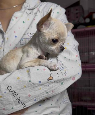 chihuhua tìm sen. Mua bán Chó tại Huyện Thanh Trì Hà Nội được đăng bởi Phương Thảo