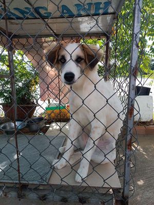 Chó cỏ lai, cái 10kg