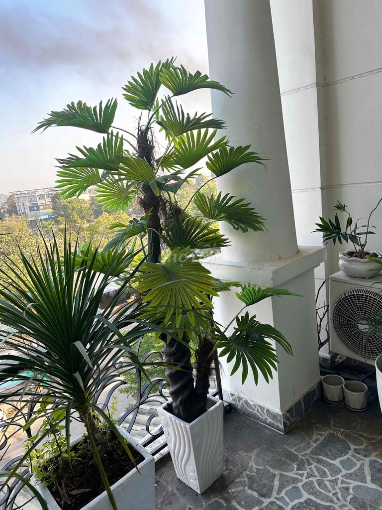 thanh lý cây cọ decor trong nhà. Mua bán Cây cảnh, đồ trang trí tại Huyện Long Thành Đồng Nai được đăng bởi Lê Huy hình 1
