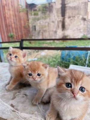 Mèo Golden thuần chủng , đẹp