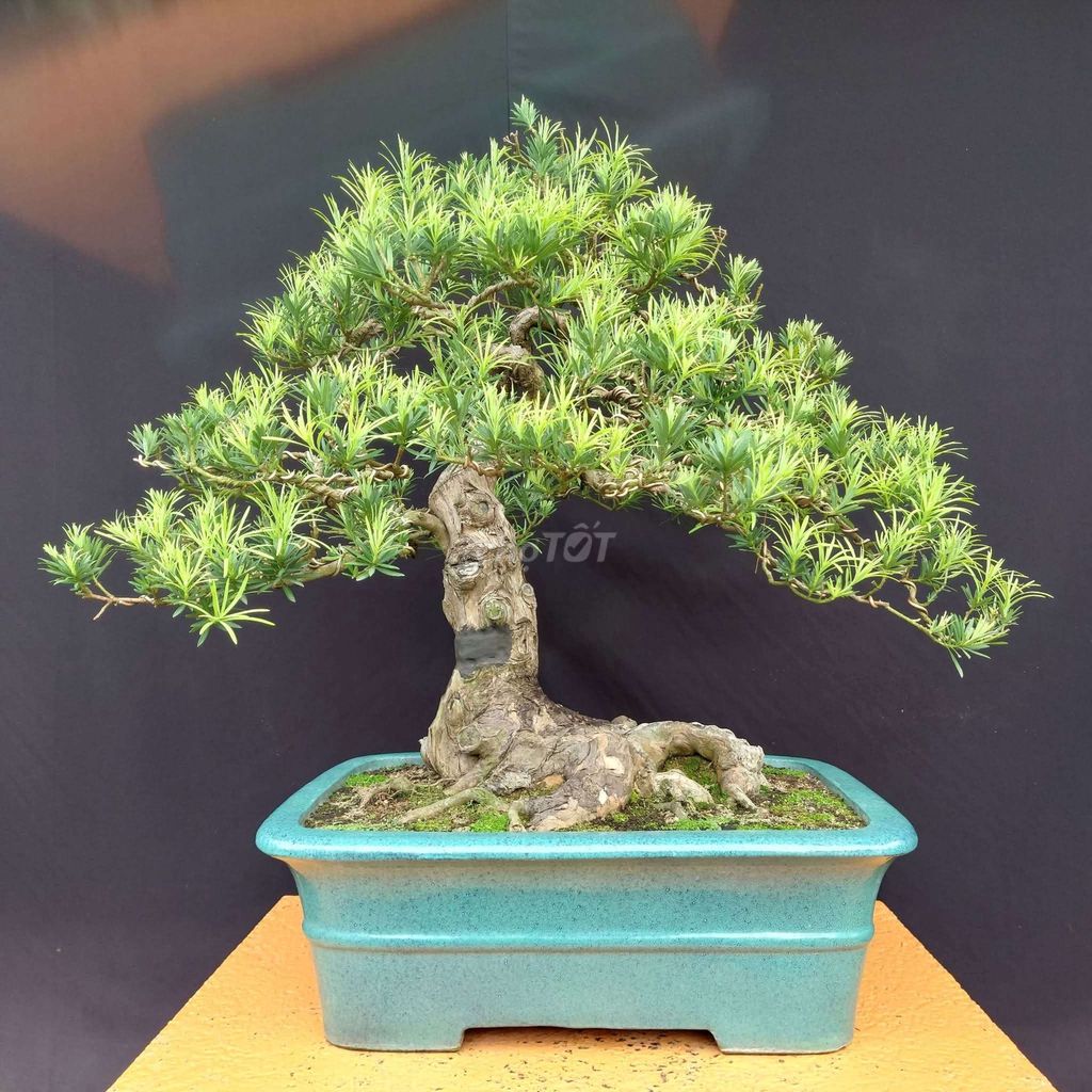Cây cảnh Tùng La Hán Bonsai 68cm. Mua bán Cây cảnh, đồ trang trí tại Thành phố Thủ Đức Tp Hồ Chí Minh được đăng bởi Trần Xuân Dương hình 1