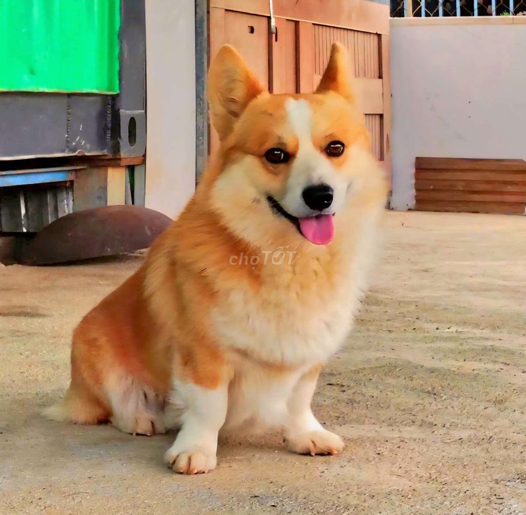 Chó Corgi vàng trắng. Mua bán Chó tại Thành phố Đà Lạt Lâm Đồng được đăng bởi Nam Nguyễn hình 1