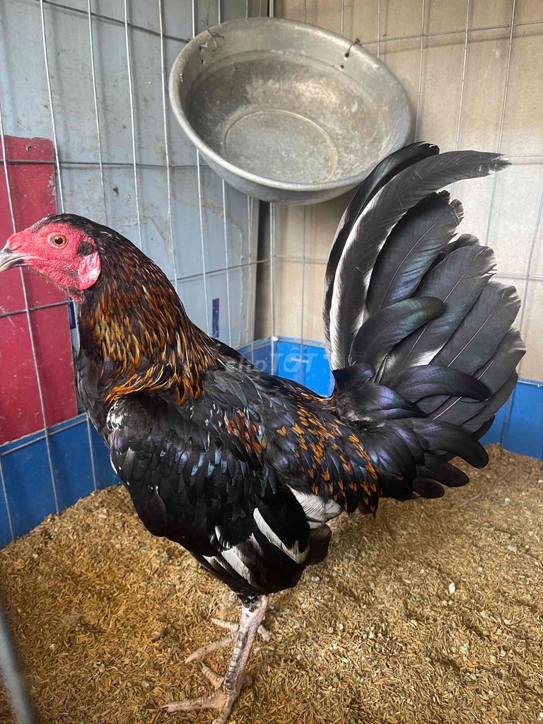 siu Mỹ 1k4. Mua bán Gà tại Huyện Mỹ Xuyên Sóc Trăng được đăng bởi gà gjá rẻ sóc trăng hình 1