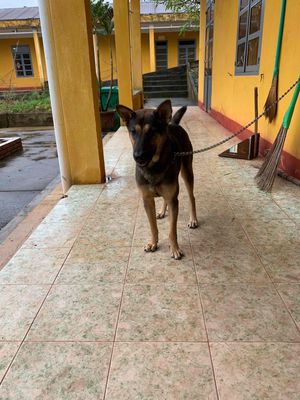 Chó Lai Béc Giê Bỉ đực trưởng thành. Mua bán Chó tại Quận Thanh Khê Đà Nẵng được đăng bởi Quang Khải