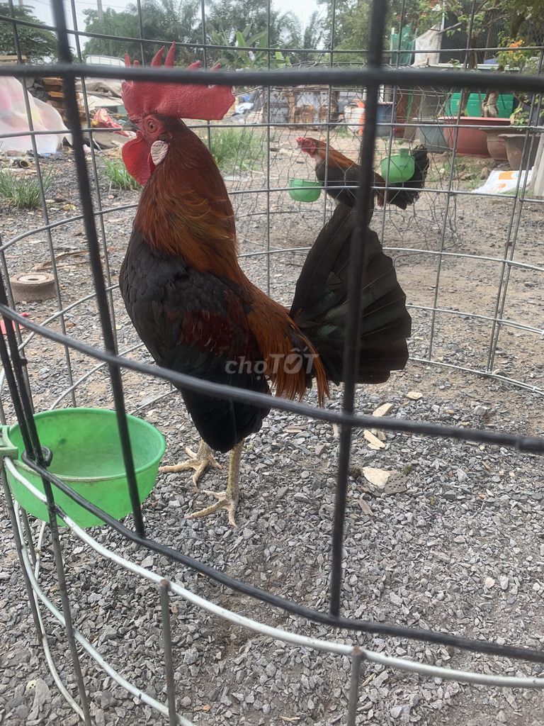 Gà tre lai Mỹ que chân xanh kg350. Mua bán Gà tại Thành phố Biên Hòa Đồng Nai được đăng bởi Hai Tran huu hình 1