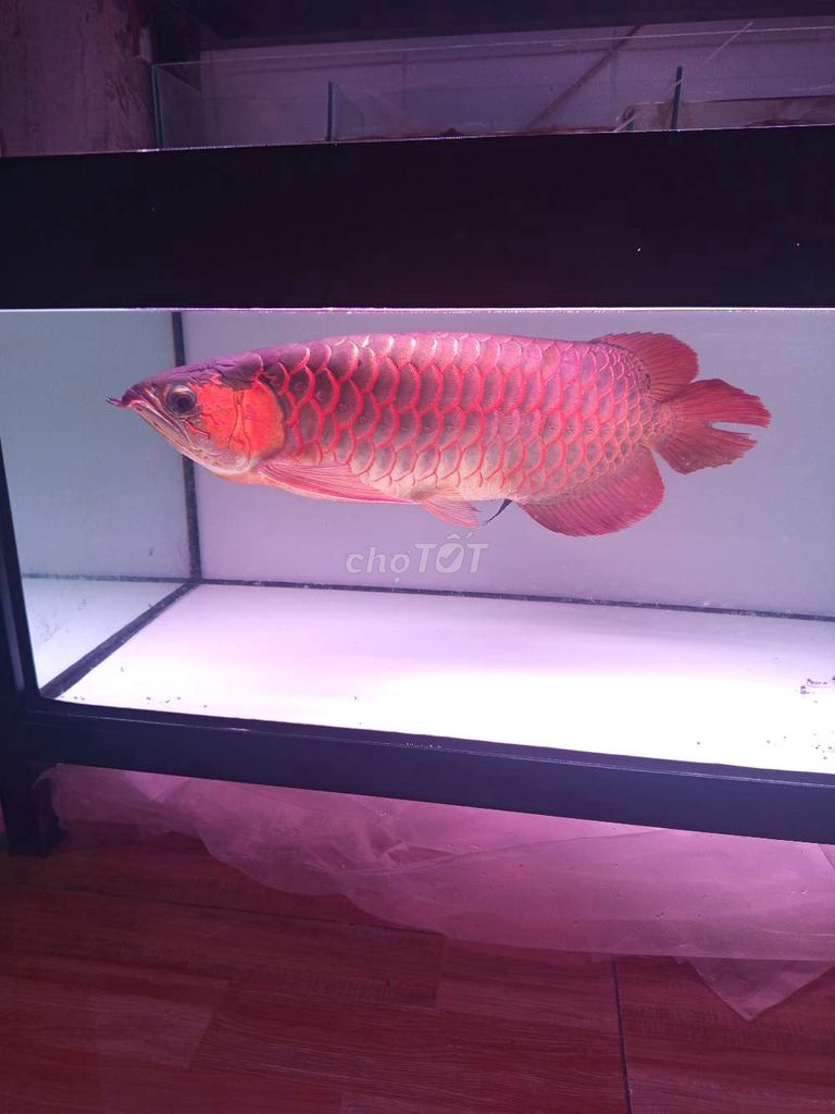 Cá Rồng Huyết Long 61-62 cm Đỏ. Mua bán Thú cưng khác tại Thành phố Dĩ An Bình Dương được đăng bởi phamely hình 1