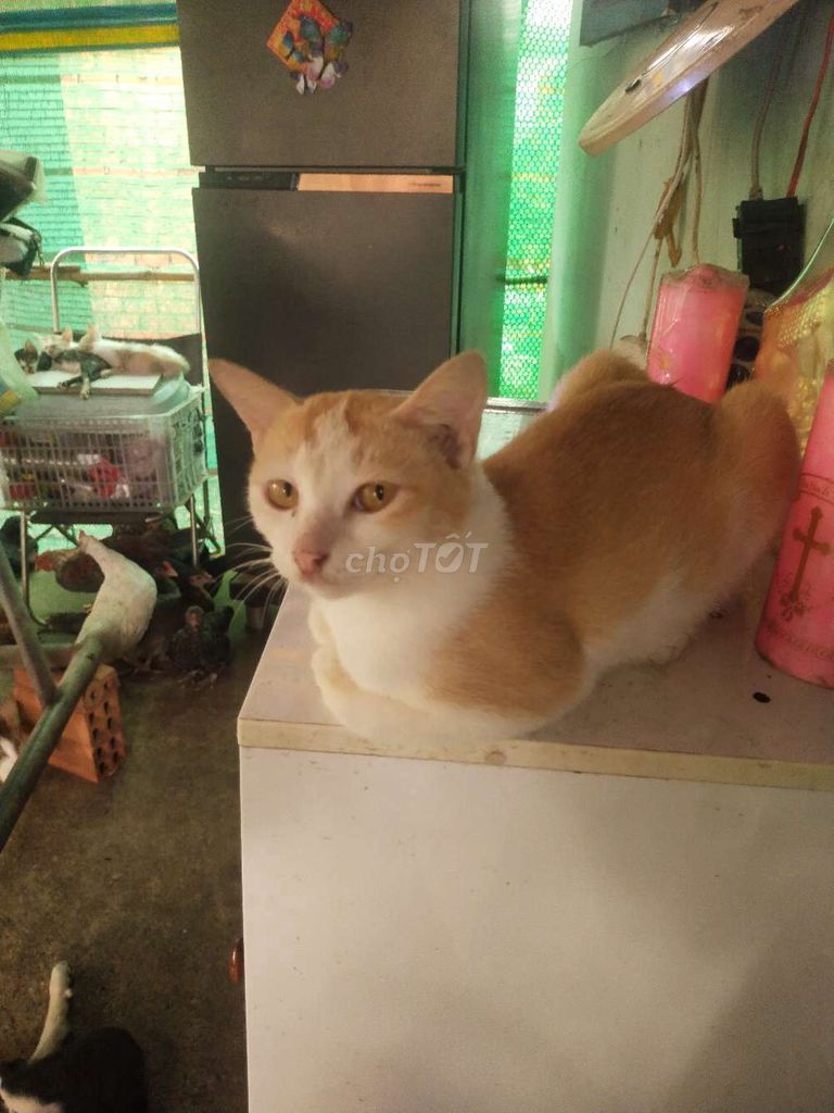 Mèo Vàng trắng. Mua bán Mèo tại Thành phố Thủ Dầu Một Bình Dương được đăng bởi Vũ hình 1